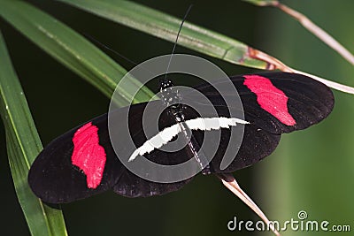 Crimson-patched Longwing Butterfly Stock Photo