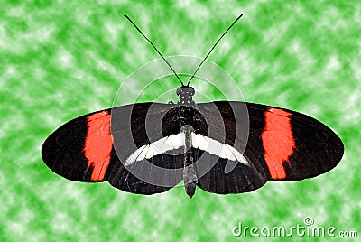 Crimson-patched Longwing Butterfly Stock Photo