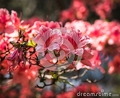 Crimson peach sakura, cherry blossom flowers of Nara. Stock Photo