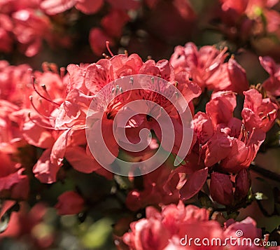 Crimson peach sakura, cherry blossom flowers of Nara. Stock Photo