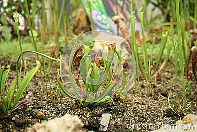 Crimson pitcherplant or purple trumpet-leaf or white pitcherplant, a carnivorous plant in Stock Photo