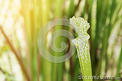 Crimson Pitcherplant, Sarracenia leucophylla Raf. on Blurred Greenery Background Stock Photo