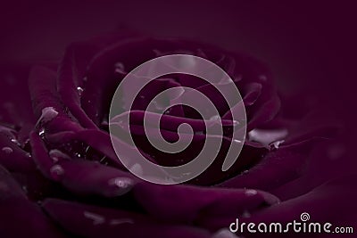 Crimson red rose Stock Photo