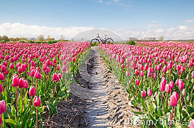 Crimson red tulip flowers field and bicycle Stock Photo