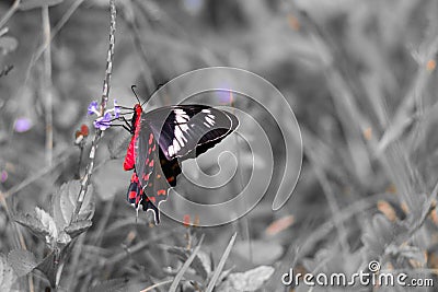 Crimson rose Butterfly Stock Photo