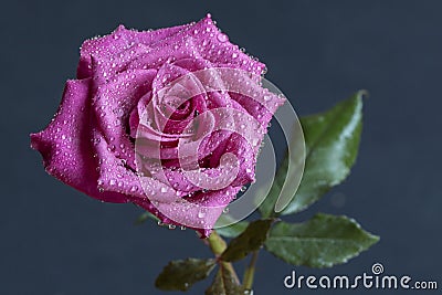 Crimson Rose Stock Photo