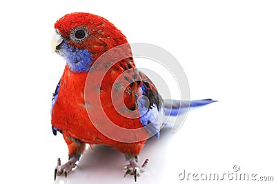 Crimson Rosella Stock Photo