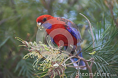 Crimson Rosella Stock Photo