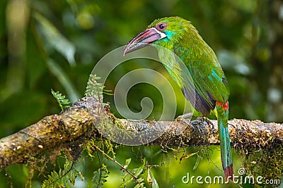 Crimson Rumped Toucanet Stock Photo