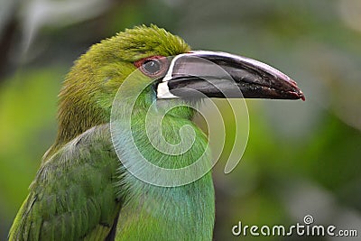 Crimson-rumped Toucanet Stock Photo