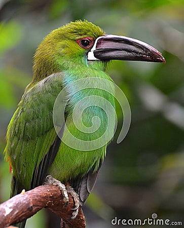 Crimson-rumped Toucanet Stock Photo