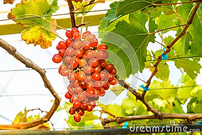Crimson seedless grapes Stock Photo