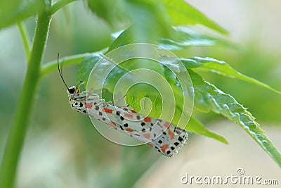 Crimson-speckled footman Stock Photo