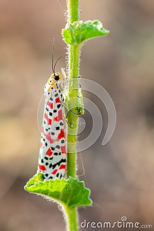 Multicolored Crimson-speckled flunkey moth sitting on leaf Stock Photo