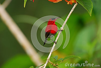 Crimson sunbird Stock Photo