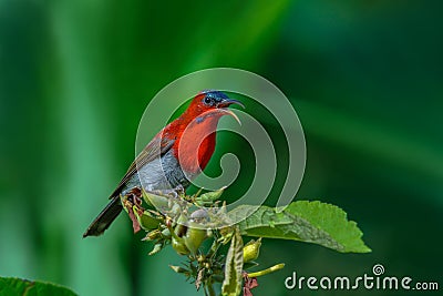 Crimson Sunbird or Aethopyga siparaja. Stock Photo