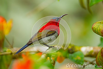 Crimson Sunbird Stock Photo