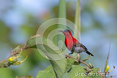 Crimson Sunbird or Aethopyga siparaja. Stock Photo