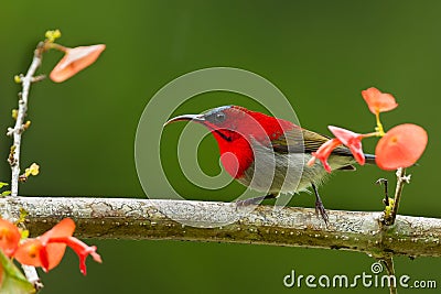 Crimson Sunbird Stock Photo