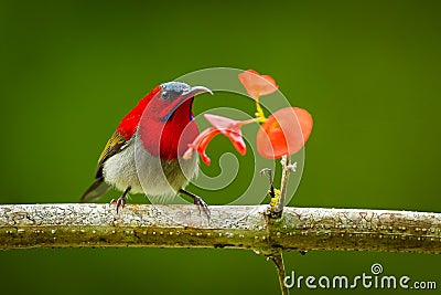 Crimson Sunbird Stock Photo