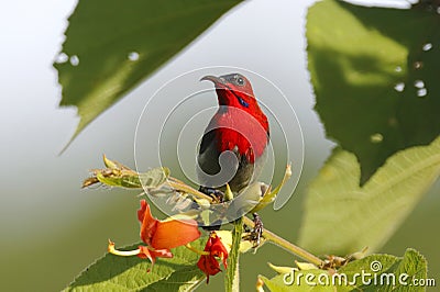 Crimson Sunbird Aethopyga siparaja Male Beautiful Birds of Thailand Stock Photo