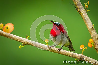 Crimson Sunbird (Aethopyga siparaja) Stock Photo