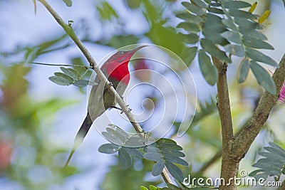 Crimson sunbird in Bardia, Nepal Stock Photo