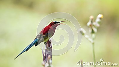 Crimson sunbird in Bardia, Nepal Stock Photo
