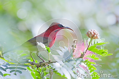 Crimson sunbird in Bardia Nepal Stock Photo