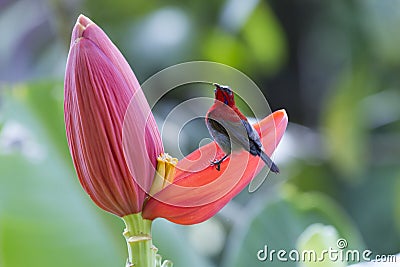 Crimson sunbird Stock Photo