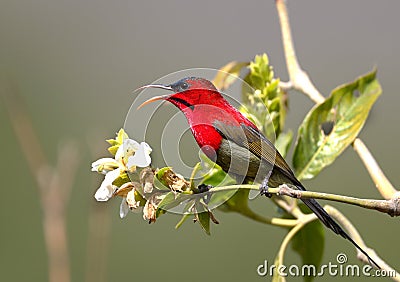 Crimson sunbird Stock Photo