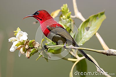 Crimson sunbird Stock Photo