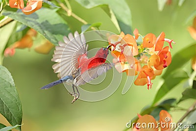 Crimson Sunbird flying and sucking nectar from chinese hat plant tree Stock Photo