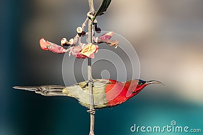 Crimson sunbird male Stock Photo