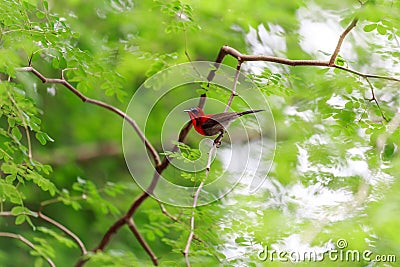 Crimson sunbird Stock Photo