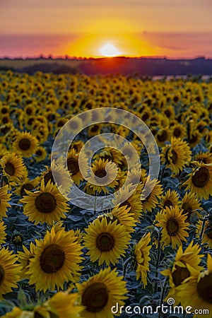 Crimson sunset over the field of flowering sunflower Stock Photo