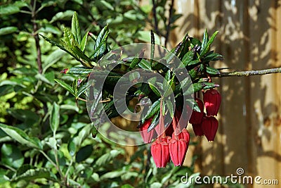 Crinodendron Hookerianum Chile Lantern Tree Stock Photo