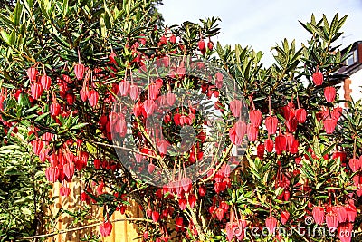 Crinodendron Hookerianum Chile Lantern Tree Stock Photo
