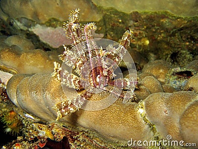 Crinoid Stock Photo