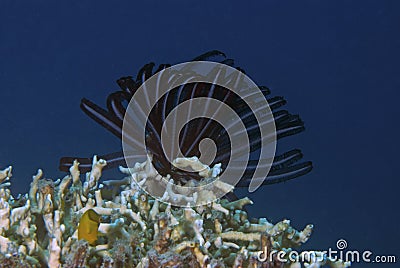 Crinoid (sea urchin) fishing on top of corals Stock Photo