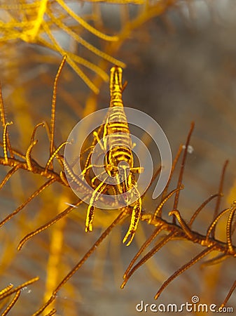 Crinoid Shrimp Stock Photo