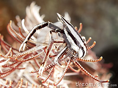 Crinoid Squat Lobster Stock Photo