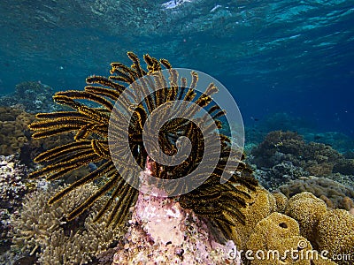 Crinoid Stock Photo