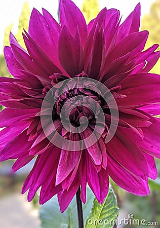 Chrysanthemum purple flower Stock Photo