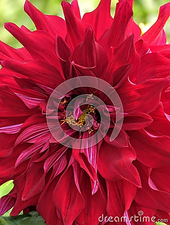 Crisantemo red flower Stock Photo