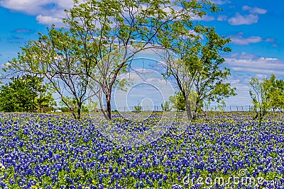 A Crisp Big Beautiful Colorful Wide Angle View of a Texas Field Blanketed with the Famous Texas Bluebonnets. Stock Photo