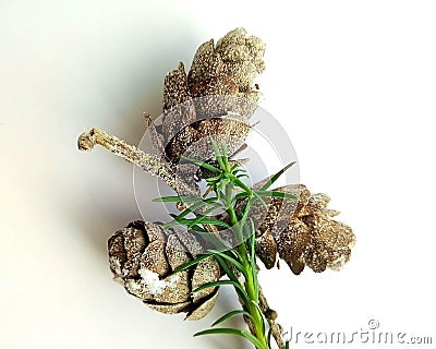 Crisp cones with a green branch Stock Photo