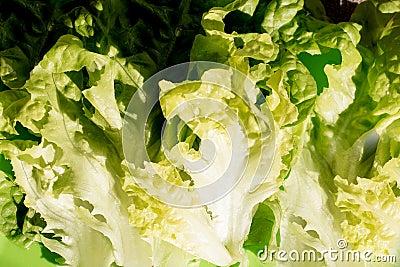 Crisp fresh lettuce close up. Green background. Salad leaf. Organic healthy food. Detox diet concept. Vegetarian dietary intake. Stock Photo