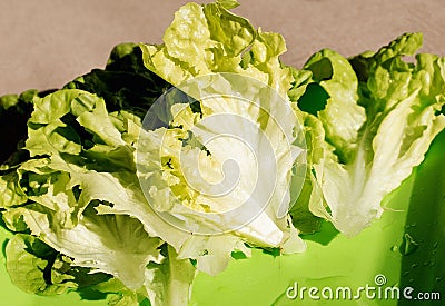 Crisp fresh lettuce on plastic plate close up. Green background. Salad leaf. Organic healthy food. Detox diet concept. Vegetarian Stock Photo