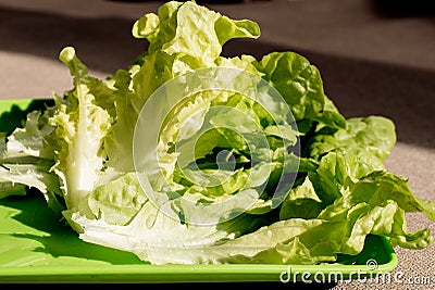 Crisp fresh lettuce on plastic plate close up. Green background. Salad leaf. Organic healthy food. Detox diet concept. Vegetarian Stock Photo